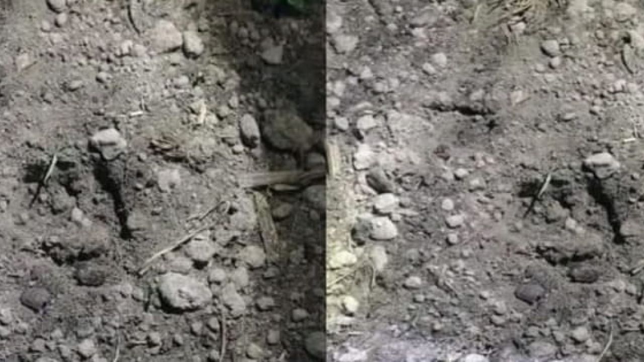 পাটগ্রাম সীমান্তে চিতাবাঘ আতঙ্ক, বিজিবির সতর্কবার্তা