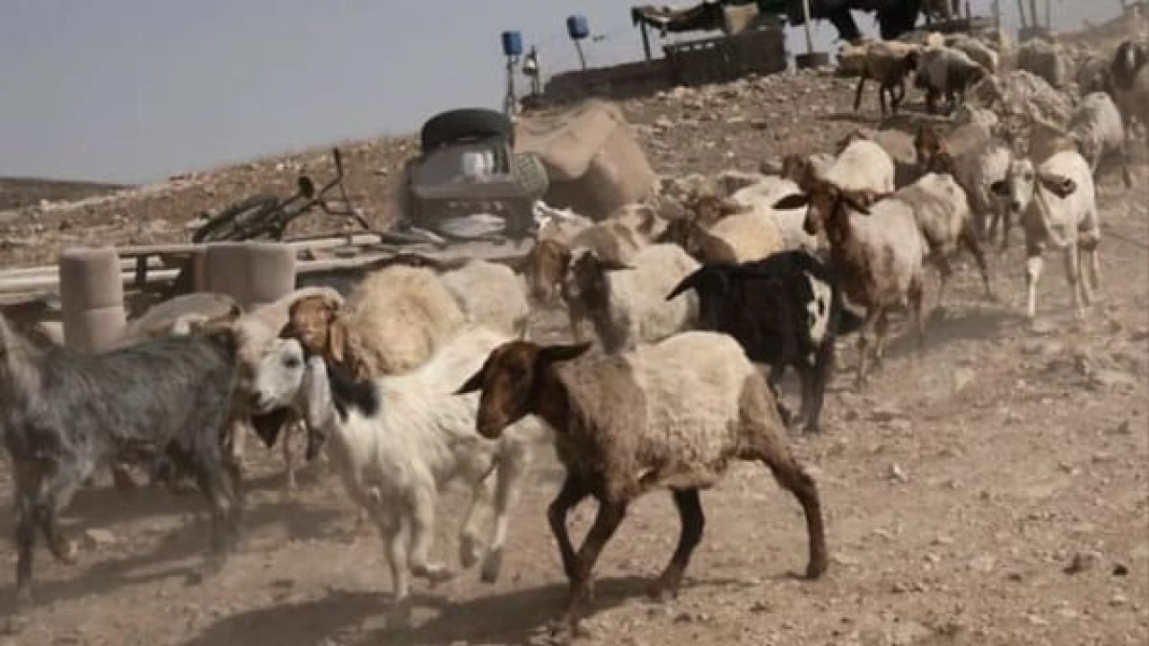  সিরিয়া থেকে ২৫০টি ছাগল নিয়ে গেল ইসরায়েলি সেনারা