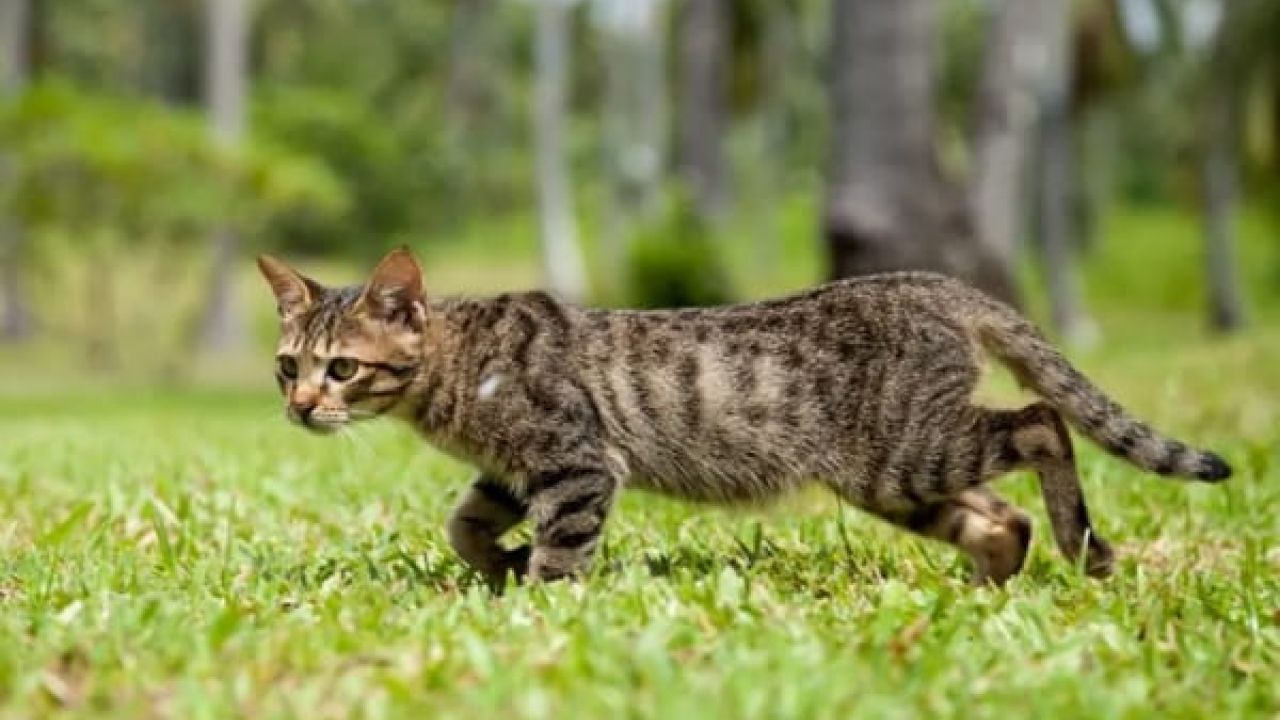 ২০৫০ সালের মধ্যে কয়েক মিলিয়ন বিড়াল নির্মূলের পরিকল্পনা নিউজিল্যান্ডের