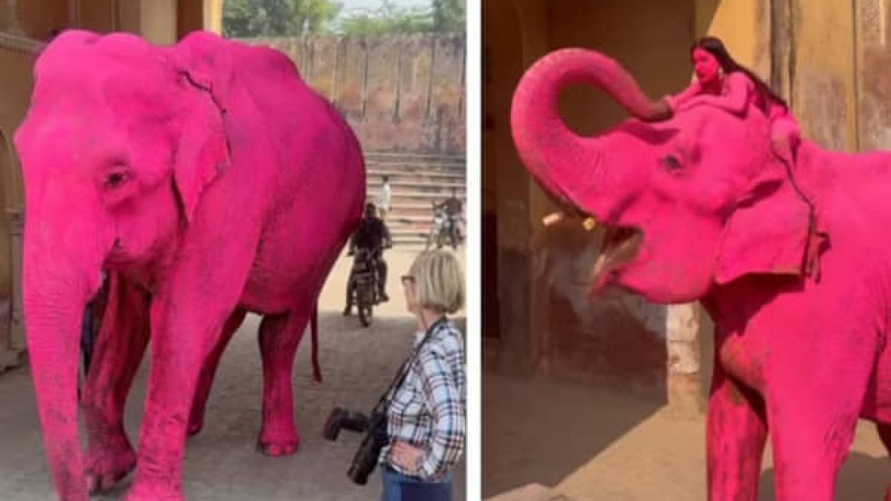 জয়পুরে হাতিকে গোলাপি রঙে রাঙানো নিয়ে বিতর্ক