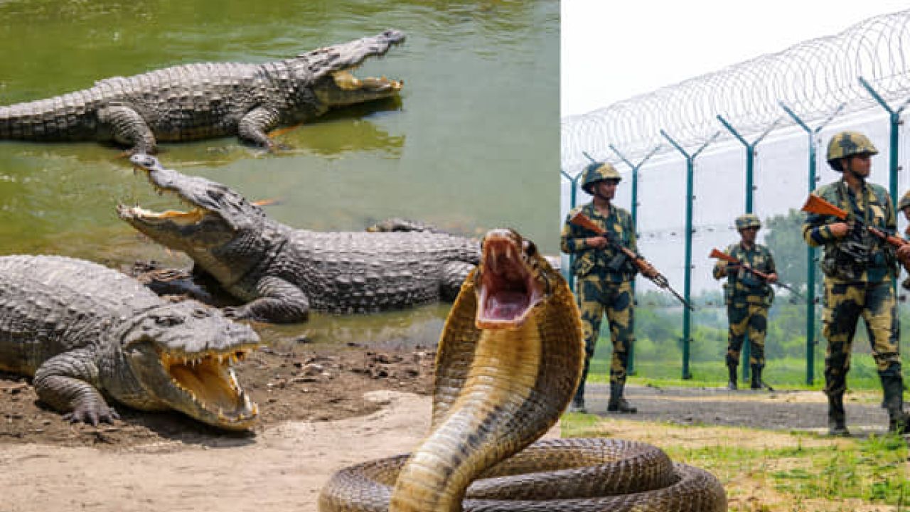 সীমান্ত পাহারায় কুমির ও সাপ ব্যবহারের ভাবনা ভারতের