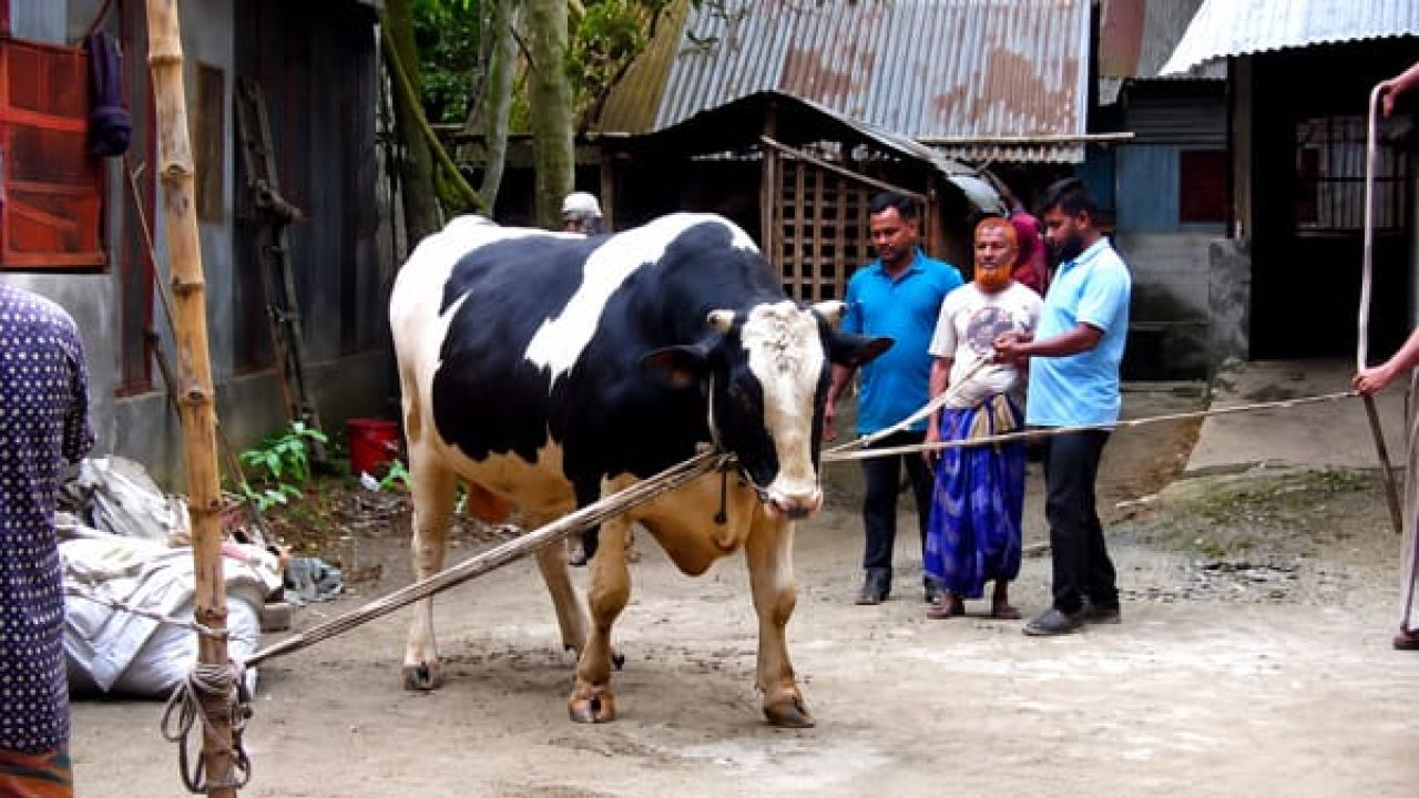 সন্তানের মতো লালন, এবার ঈদের হাটে উঠছে ৩৬ মণের ‘জামাল মিয়া’