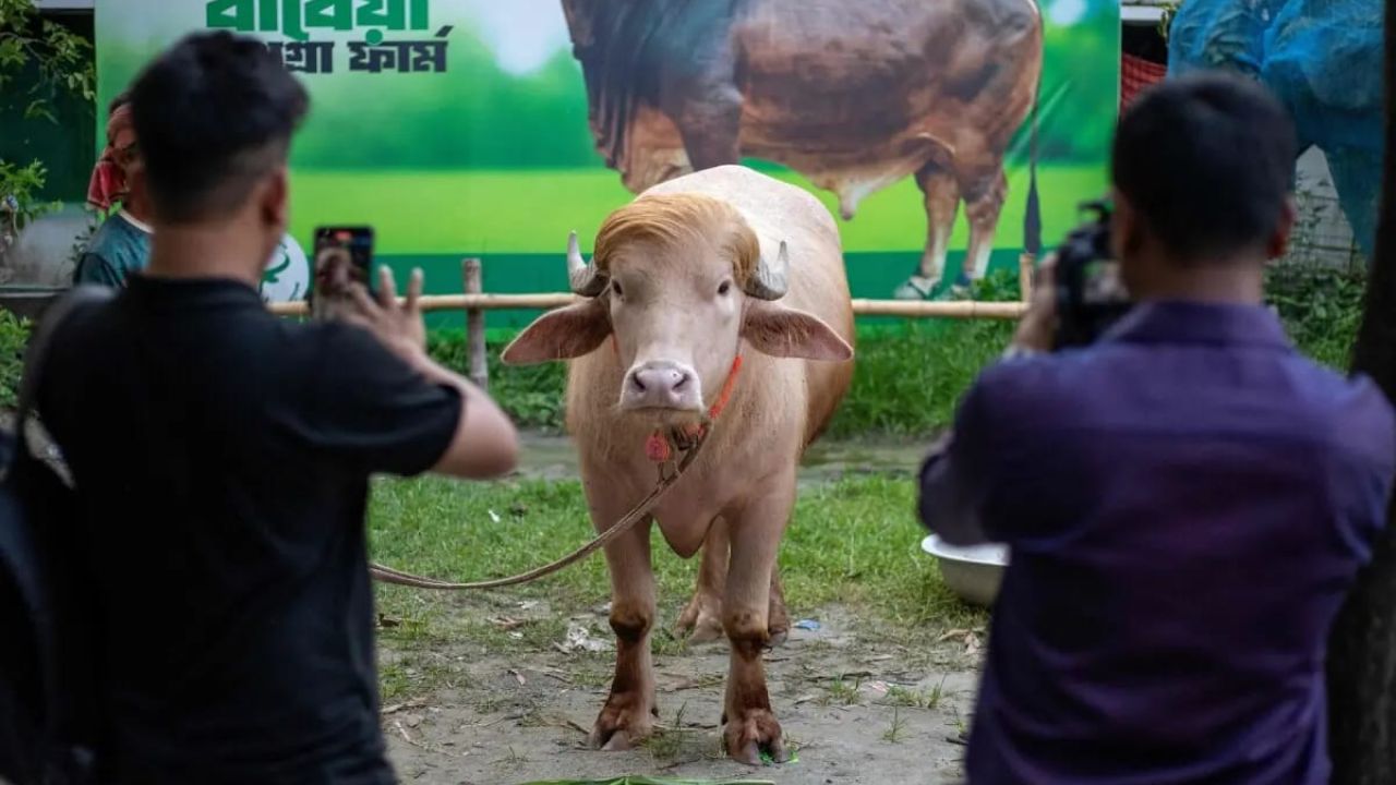 ‘যে মহিষের গায়ের রং সাদা, চুলের স্টাইল ট্রাম্পের মতো’; কোরবানির আগে দর্শনার্থীদের ভিড় নারায়ণগঞ্জে